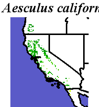 Aesculus_californica_final.elev Coarse MRM Distance