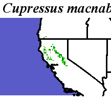 Cupressus_macnabiana_final.elev Coarse MRM Distance