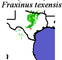Fraxinus_texensis_final.noelev Coarse MRM Distance