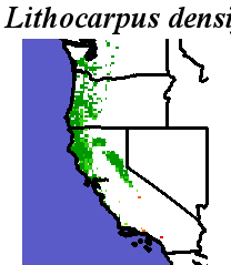 Lithocarpus_densiflorus_final.elev Coarse MRM Distance