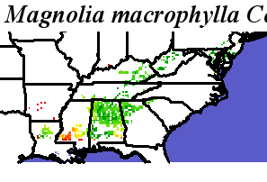 Magnolia_macrophylla_final.noelev Coarse MRM Distance