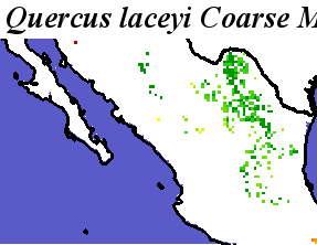Quercus_laceyi_final.noelev Coarse MRM Distance