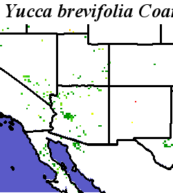 Yucca_brevifolia_final.elev Coarse MRM Distance