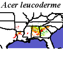 Acer_leucoderme_final.elev Coarse ORM Distance