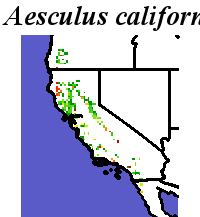 Aesculus_californica_final.elev Coarse ORM Distance