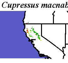 Cupressus_macnabiana_final.elev Coarse ORM Distance