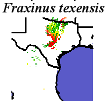 Fraxinus_texensis_final.noelev Coarse ORM Distance