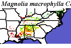 Magnolia_macrophylla_final.elev Coarse ORM Distance