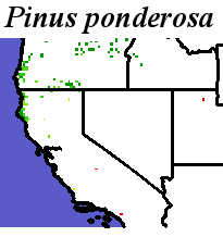 Pinus_ponderosa_Haplotype9.elev Coarse ORM Distance