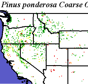 Pinus_ponderosa_Pacific_Haplotypes.noelev Coarse ORM Distance