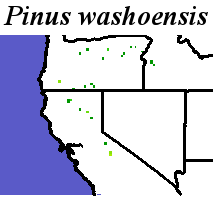Pinus_washoensis_final.noelev Coarse ORM Distance