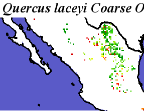 Quercus_laceyi_final.noelev Coarse ORM Distance