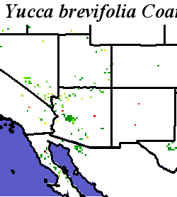 Yucca_brevifolia_final.elev Coarse ORM Distance
