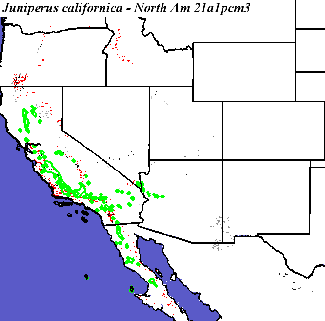 Juniperus_californica_final.3.conus