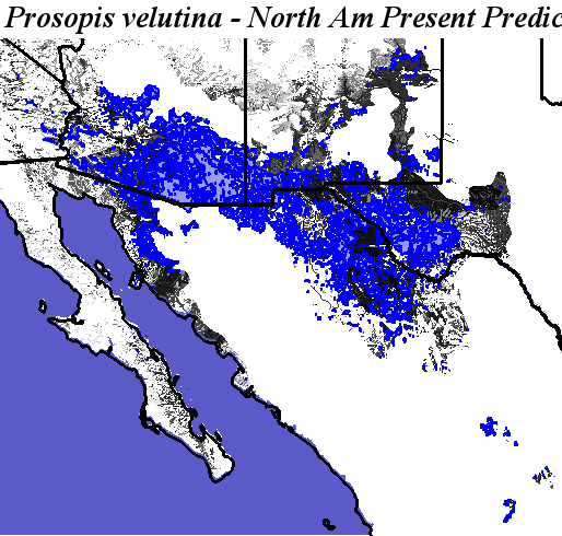 Hargroves Present Suitable Range Outline for Prosopis_velutina_final