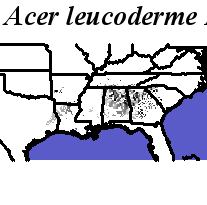 Acer_leucoderme_final.elev Fine MRM Direction