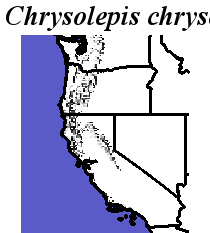 Chrysolepis_chrysophylla_final.elev Fine MRM Direction