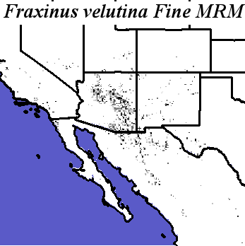 Fraxinus_velutina_final.elev Fine MRM Direction