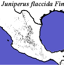 Juniperus_flaccida_final.elev Fine MRM Direction