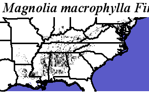 Magnolia_macrophylla_final.elev Fine MRM Direction