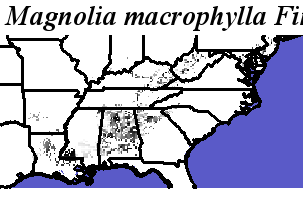 Magnolia_macrophylla_final.noelev Fine MRM Direction