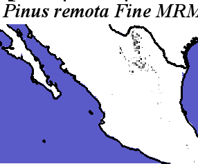 Pinus_remota_final.elev Fine MRM Direction