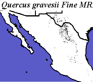 Quercus_gravesii_final.elev Fine MRM Direction