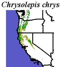 Chrysolepis_chrysophylla_final.elev Fine MRM Distance