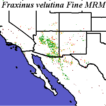 Fraxinus_velutina_final.elev Fine MRM Distance