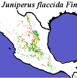 Juniperus_flaccida_final.elev Fine MRM Distance