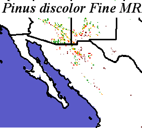 Pinus_discolor_final.noelev Fine MRM Distance