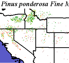 Pinus_ponderosa_Haplotype1.elev Fine MRM Distance