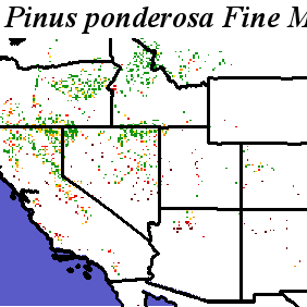 Pinus_ponderosa_Haplotype1.noelev Fine MRM Distance