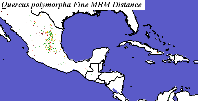 Quercus_polymorpha_final.noelev Fine MRM Distance