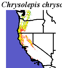 Chrysolepis_chrysophylla_final.elev