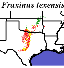 Fraxinus_texensis_final.elev