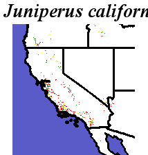 Juniperus_californica_final.elev