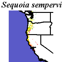 Sequoia_sempervirens_final.elev