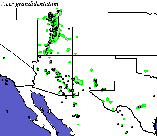 Acer_grandidentatum_final Occurrences