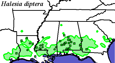 Halesia_diptera_final Occurrences