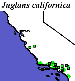 Juglans_californica_final Occurrences