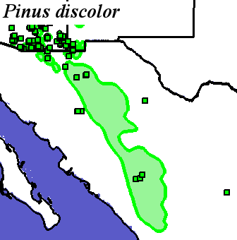Pinus_discolor_final Occurrences