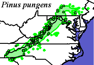 Pinus_pungens_final Occurrences