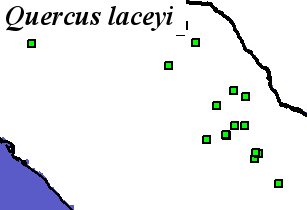 Quercus_laceyi_final Occurrences