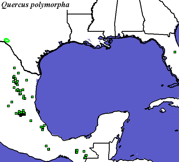 Quercus_polymorpha_final Occurrences
