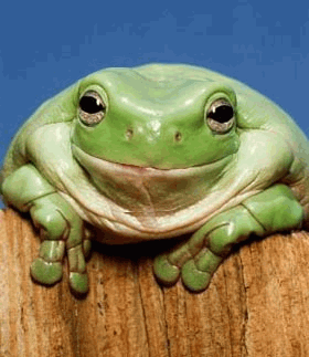 Frog Smile