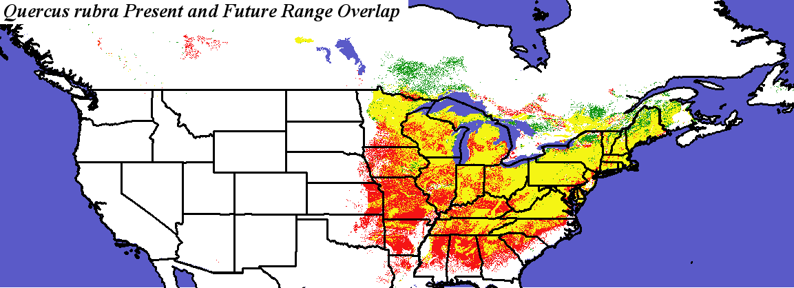 Quercus_rubra_final.noelev