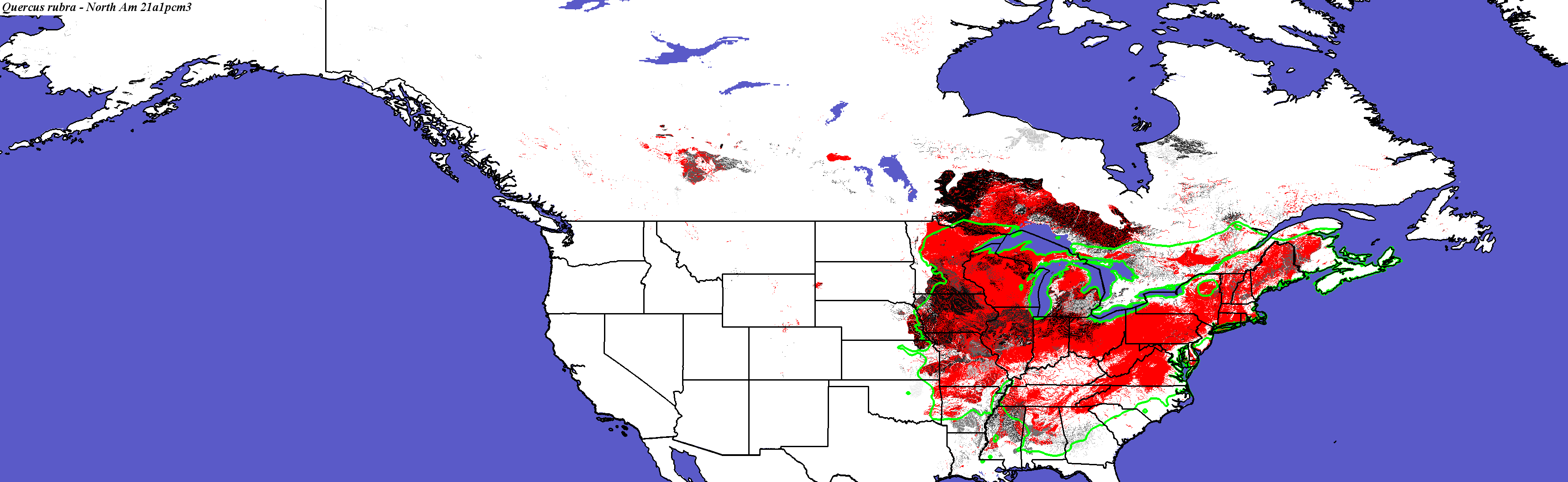 Quercus_rubra_final.4.conus