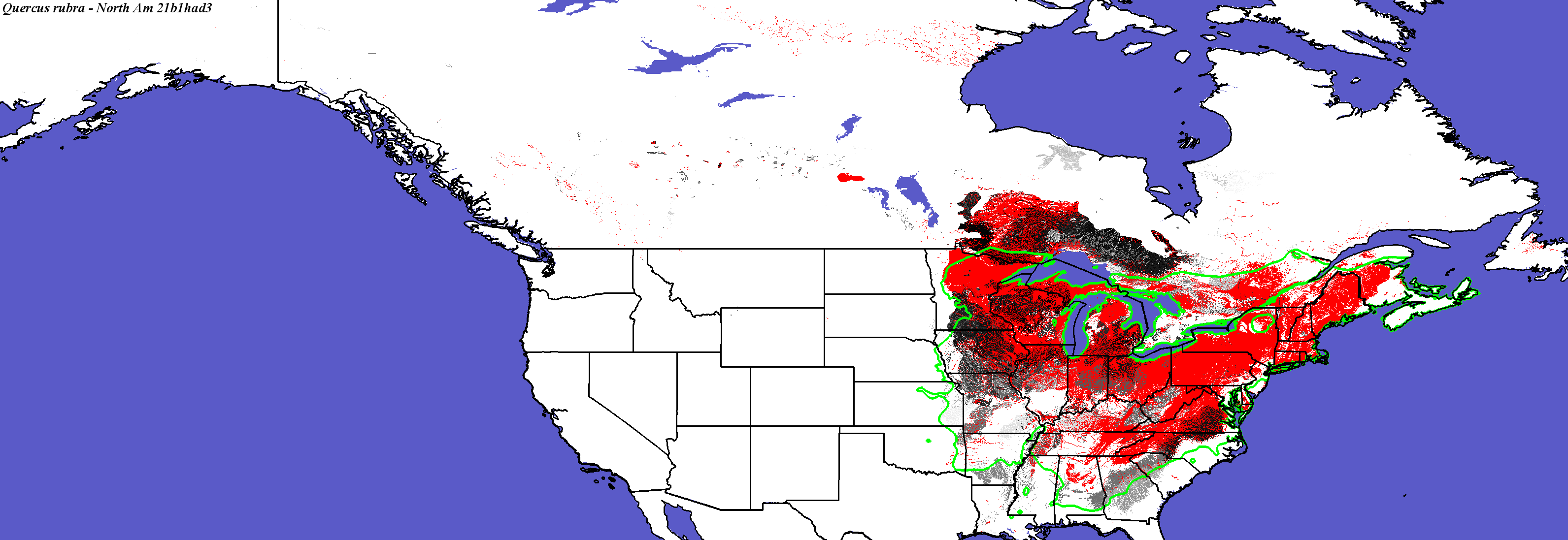 Quercus_rubra_final.4.conus