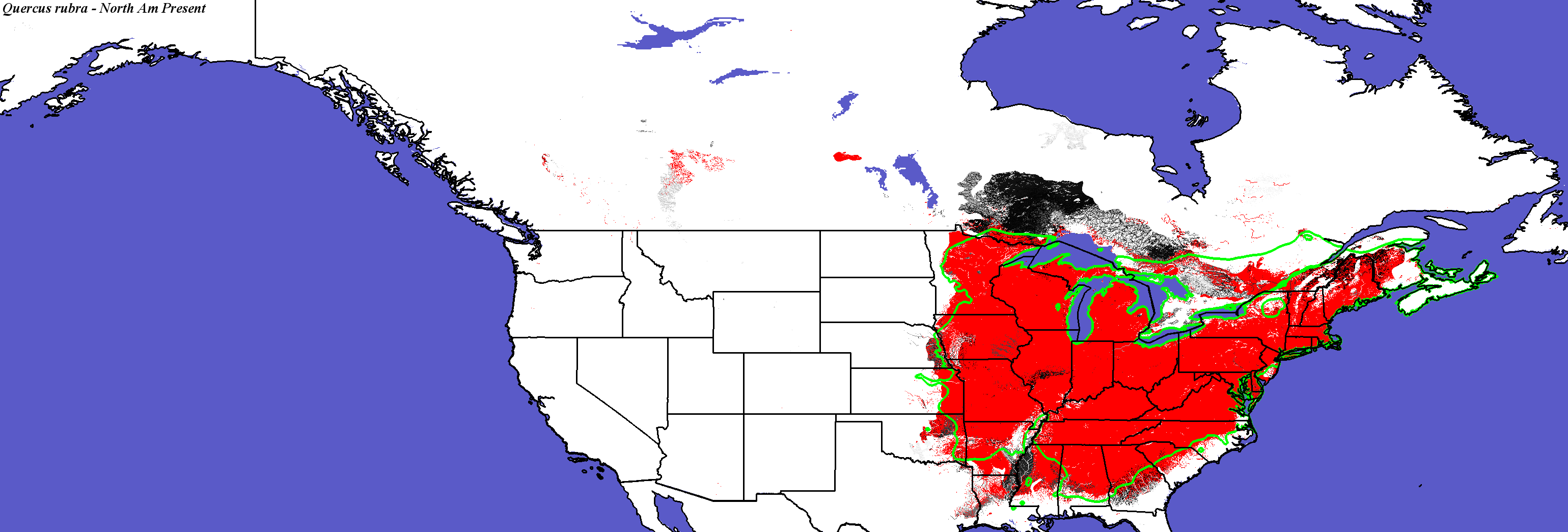 Quercus_rubra_final.4.conus